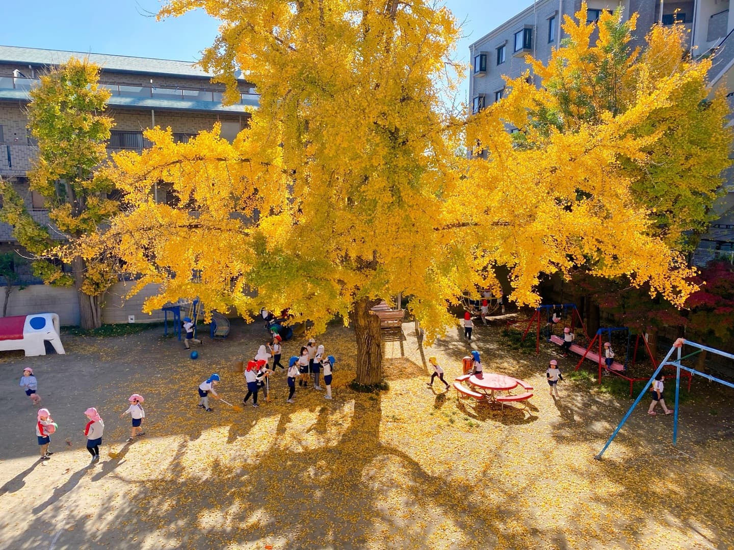 園庭の大きな銀杏の木下で遊ぶ子ども達